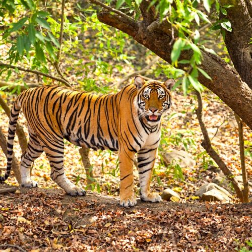 India Wildlife Tour
