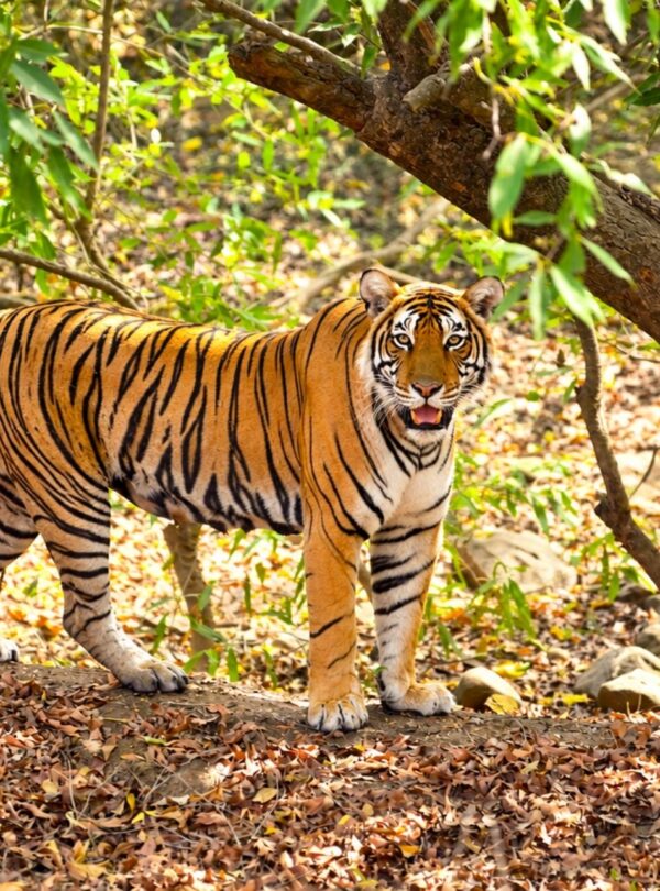 India 2 Home Page | Uday Tours