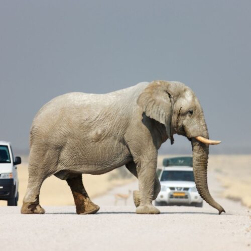 South Africa Highlights