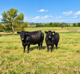 Agriculture 310 x 290