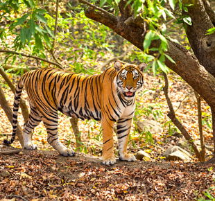Wildlife 310 x 290