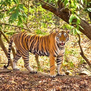 Wildlife India Uday Tours