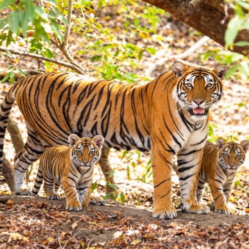 India Wildlife & Tiger Safari