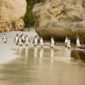 South Africa Leisure Tour Uday Tours 85x85